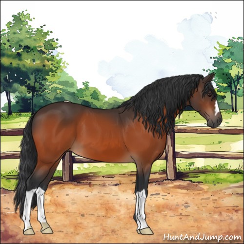 Horse Color:Brown 