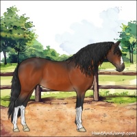 Horse Color:Brown 