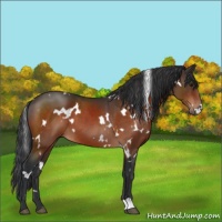 Horse Color:White Spotted Brown 