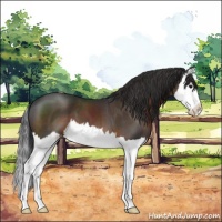 Horse Color:Brown Splash 