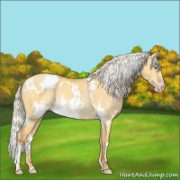Horse Color:White Spotted Silver Amber Cream Champagne Dun Rabicano 