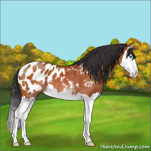 Horse Color:Brown Sabino Splash Appaloosa 