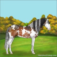 Horse Color:White Spotted Brown Sabino Splash 