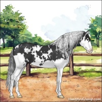 Horse Color:White Spotted Black Splash 