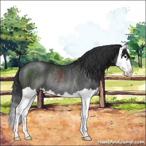 Horse Color:Black Sabino Splash Rabicano 