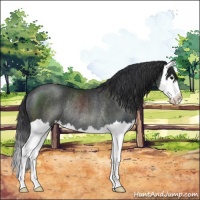 Horse Color:Black Sabino Splash Rabicano 