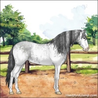 Horse Color:White Spotted Black Sabino Rabicano 