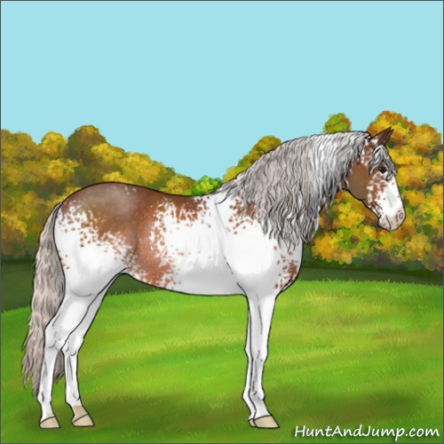 Horse Color:White Spotted Silver Bay Rabicano 
