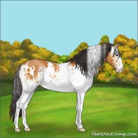 Horse Color:White Spotted Buckskin 