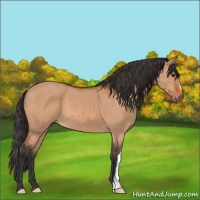 Horse Color:Bay Dun 