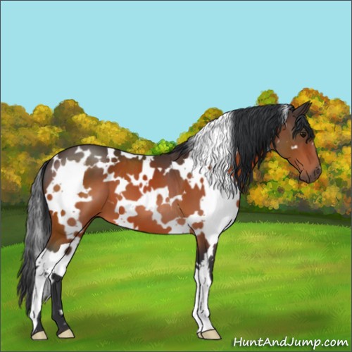 Horse Color:White Spotted Bay 