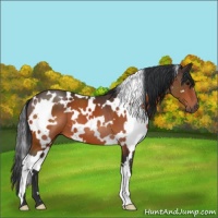 Horse Color:White Spotted Bay 