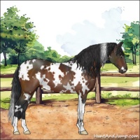 Horse Color:White Spotted Brown 
