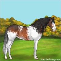 Horse Color:White Spotted Brown Sabino Splash Rabicano 