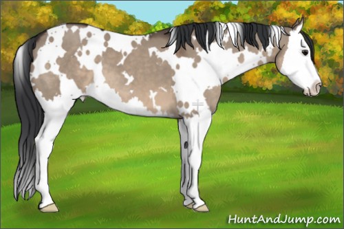 Horse Color:White Spotted Brown Dun Splash 