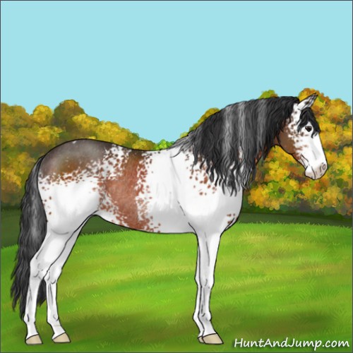 Horse Color:White Spotted Brown Sabino Rabicano 