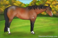 Horse Color:Bay Sabino Rabicano 