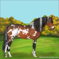 Horse Color:White Spotted Brown 
