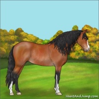 Horse Color:Bay Sabino Rabicano 