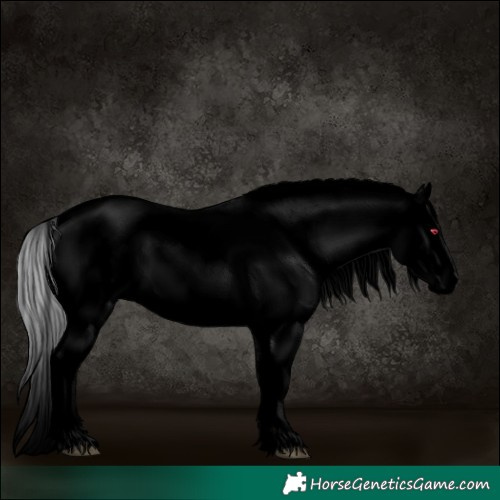 Horse Color:Void Silver Grullo Chinchilla Appaloosa 