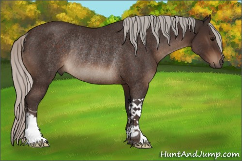 Horse Color:Silver Brown Rabicano 