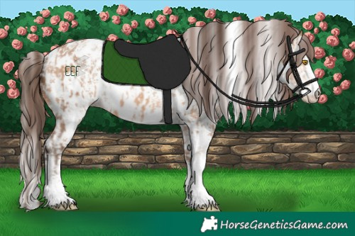 Horse Color:Amber Champagne Sabino Tobiano Near Leopard  and Amber Champagne Sabino Near Leopard 