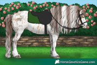 Horse Color:Amber Champagne Sabino Tobiano Near Leopard and Amber Champagne Sabino Near Leopard