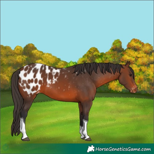 Horse Color:Brown Tobiano Blanket Rabicano
