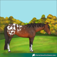 Horse Color:Brown Tobiano Blanket Rabicano 