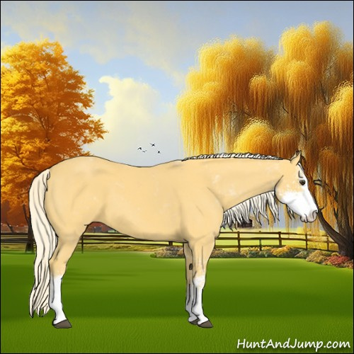 Horse Color:Palomino Sabino