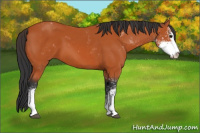 Horse Color:Bay Sabino 