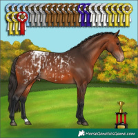 Horse Color:Brown Appaloosa and Brown Appaloosa