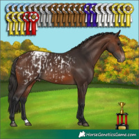 Horse Color:Brown Near Leopard  and Brown Snowcap 