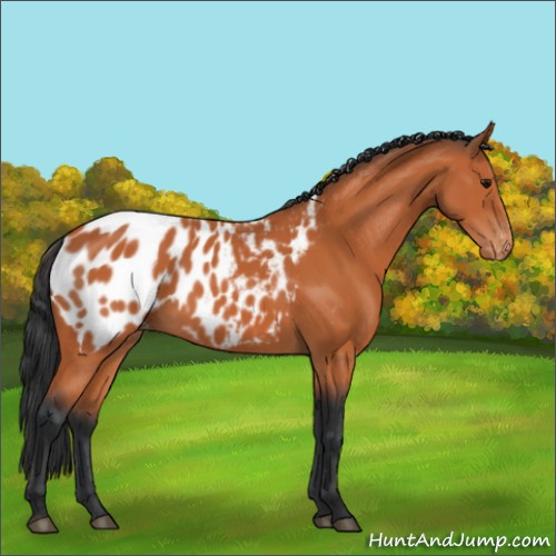 Horse Color:Bay Appaloosa Rabicano 