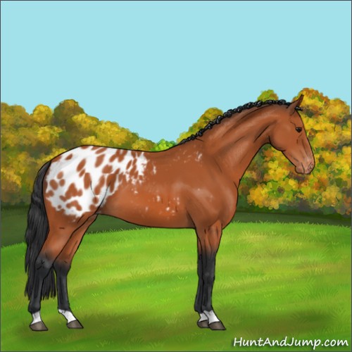 Horse Color:Bay Appaloosa 