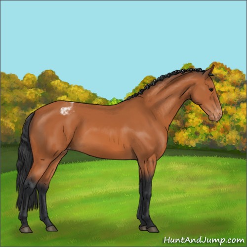 Horse Color:Bay Appaloosa 