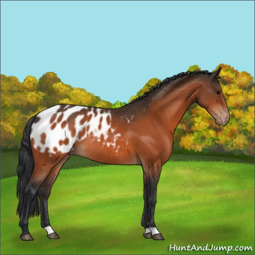 Horse Color:Bay Appaloosa Rabicano 