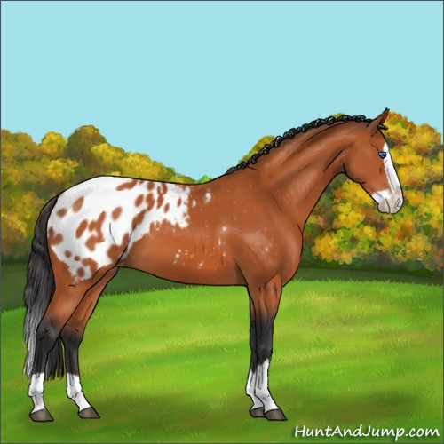 Horse Color:Bay Splash Appaloosa 