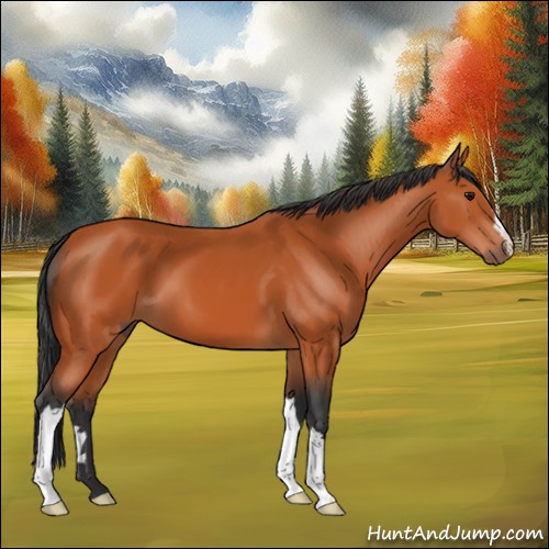 Horse Color:Bay 