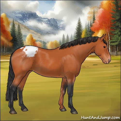 Horse Color:Bay Appaloosa 