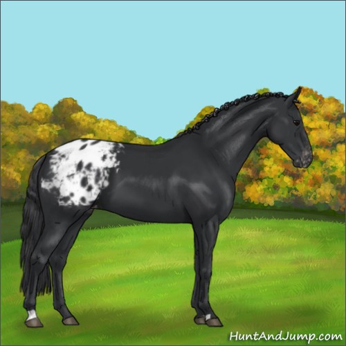 Horse Color:Black Appaloosa 
