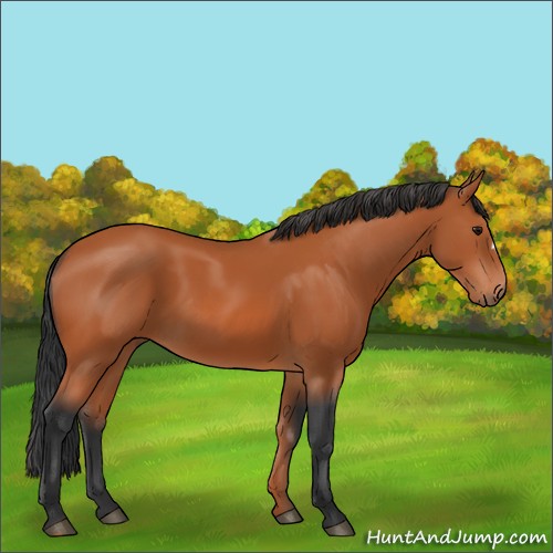 Horse Color:Bay 