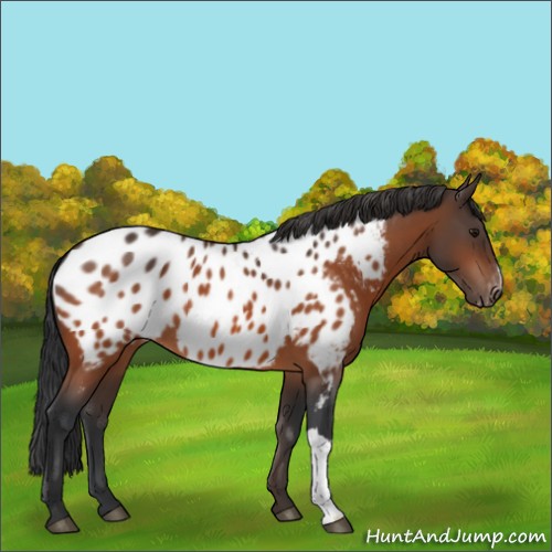 Horse Color:Bay Appaloosa 