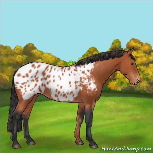 Horse Color:Bay Appaloosa 