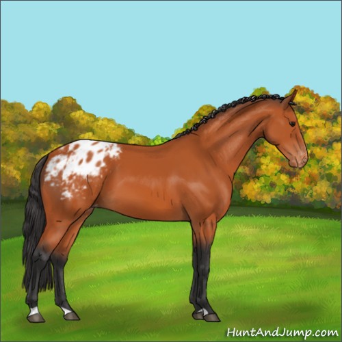 Horse Color:Bay Appaloosa 