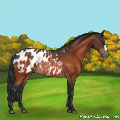 Horse Color:Bay Appaloosa Rabicano 