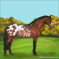 Horse Color:Bay Appaloosa Rabicano 