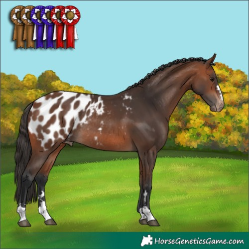 Horse Color:Bay Appaloosa Rabicano 