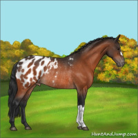 Horse Color:Bay Appaloosa Rabicano 