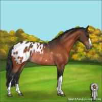 Horse Color:Bay Appaloosa Rabicano 